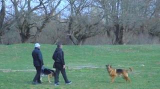 Vremea caldă a favorizat apariția căpușelor în parcuri. Avertismentul veterinarilor