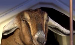 O capră, aleasă primar într-un orășel din Statele Unite