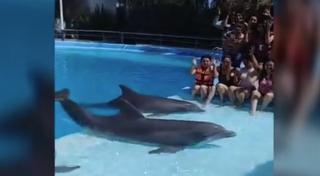 Terapia cu delfini, modalitatea prin care o mamă din Gorj îşi tratează fetiţa bolnavă de autism