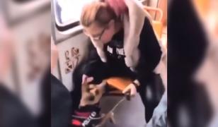 Fata care şi-a bătut cu ură câinele în tramvai, amendată cu 2000 de lei