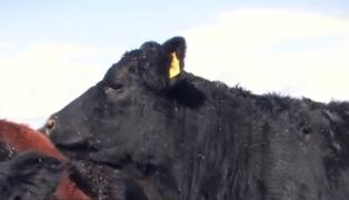 Văcuţele Black Angus le aduc profituri rapide fermierilor români