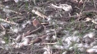 Animale otrăvite pe fondul de vânătoare din judeţul Arad