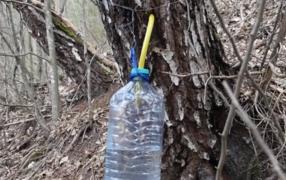 Seva mesteacănului, "apa vie" care izvorăşte din copac. Tratament natural împotriva multor boli