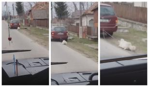 Un câine legat de maşină e târât pe şosea, într-o comună din Argeş (video)