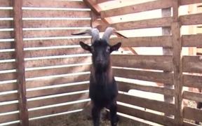 Afacere de familie cu capre franţuzeşti, atracţia copiilor, într-o localitate din Dâmboviţa (Video)