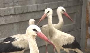 Temperaturile ridicate au întors berzele în România (Video)