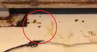 Rugină, mucegai şi insecte moarte, în magazine din Craiova și Slatina