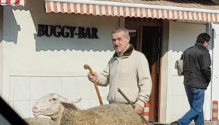 Imagini inedite cu Gigi Becali plimbându-și oile în Pipera (Video)