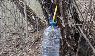 Apa vie, unul dintre remediile miraculoase ale naturii, curge din copaci, în Munţii Apuseni (Video)