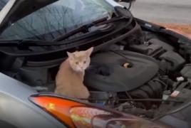 Pisică descoperită sub capota unei mașini, în Statele Unite