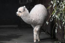 Cerbi, pisici sălbatice, lame sau căprioare, la o grădină zoologică privată din Cluj