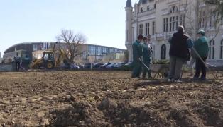Scandal la Iași, după ce primăria a tăiat mai mulți brazi de lângă Palatul Culturii
