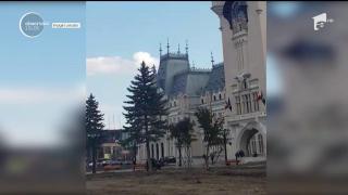 După tei, la Iaşi se taie şi brazii. Explicaţia edililor: Copacii aparţineau altei epoci, cea comunistă