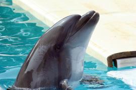 Cum va arăta noul delfinariu din Constanţa. Întreaga investiţie costă 15 milioane de euro