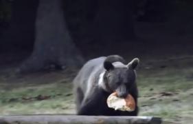 Urşii care terorizează oraşele declanşează sistemul RoAlert! S-a dat alarma în mai multe judeţe