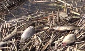 Alertă pe malul Dunării. Sute de pești morți au ieșit la suprafața apei