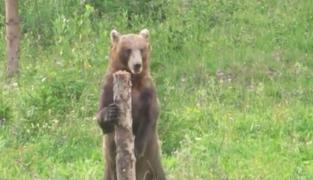 Urșii ieșiți din hibernare, un pericol în mai multe zone din țară