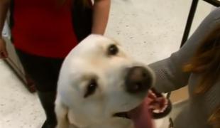 Labradorul Retriever, cea mai populară rasă din SUA, pentru al 28-lea an consecutiv