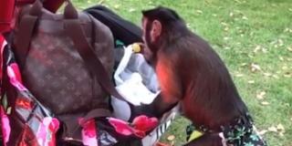 O maimuţă din Statele Unite, prinsă la furat de struguri