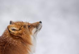 Salvamontiștii din Bușteni, vizitați constant de o vulpe