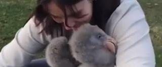 Trei pui de flamingo au devenit vedete pe net