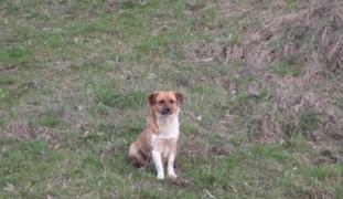 Fetiţă de 7 ani din Sibiu, la spital după ce a fost mușcată de câinele unui vecin