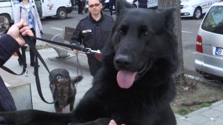 Cei mai buni câini polițiști din țară au fost premiați
