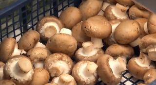 Ciupercile, tot mai greu de cultivat în ţara noastră, în lipsa subvențiilor