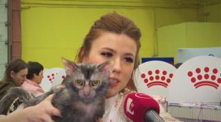 Pisica vârcolac, una dintre atracțiile Salonului Felin de la Romexpo