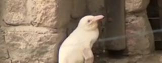 Prima apariţie publică a singurului pinguin alb aflat în captivitate