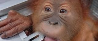 Turist rus, prins pe aeroportul din Bali cu un pui de urangutan în valiză