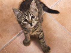 Dieta vegană e periculoasă pentru pisici