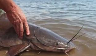 Un electronist deţine cea mai mare crescătorie de somn african din România (Video)