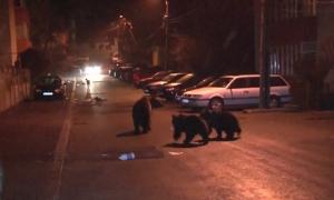 Ursoaica cu pui care a ucis un bărbat din Harghita nu va fi împușcată