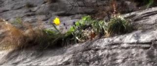 Laleaua galbenă din Clisura Dunării, unică în lume. Cine o rupe riscă o amendă usturătoare