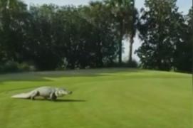 Panică pe un teren de golf din Statele Unite, după ce un aligator masiv şi-a făcut apariţia pe traseu