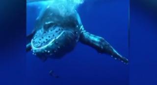 Imagini spectaculoase surprinse de un scafandru amator în Tahiti (Video)