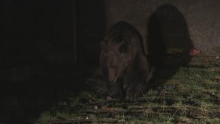 Bușteni și Sinaia, invadate de urși. Turiștii se tem să iasă la plimbare