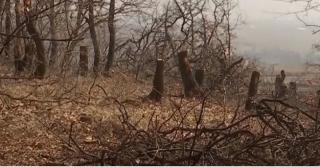 Pădure seculară din Vrancea, scoasă la vânzare pe un site chinezesc