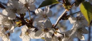 Gerul de martie, nociv pentru plante. La Miercurea Ciuc, termometrele au arătat -10 °C