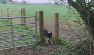 Cel mai perseverent câine, filmat în Marea Britanie (Video)