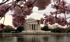 Spectacol de culoare în SUA. Cireşii au înflorit, iar peisajul este de basm /VIdeo)