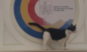 Motanul Ferdinand, mascota Ambasadei României în Marea Britanie