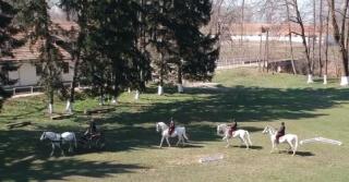 Cea mai mare crescătorie de cai lipiţani din Europa se află la Sâmbăta de Jos