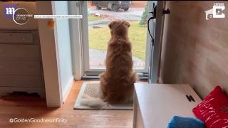 Un Golden Retriever este cel mai bun prieten al poştaşului