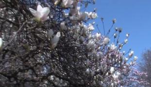 Spectacol de culoare. Au înflorit magnoliile și lalelele pestrițe