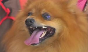 Animalele de companie din Tunisia, răsfăţate la un salon revoluţionar