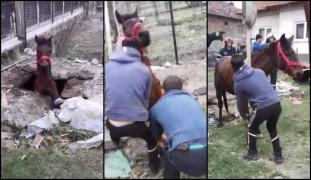 Cal căzut în hazna, imagini dramatice în Argeş. Bietul animal a alunecat şi a rămas blocat în groapă (Video)