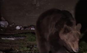 Urși dau atac după atac, într-o comună din Bistrița-Năsăud