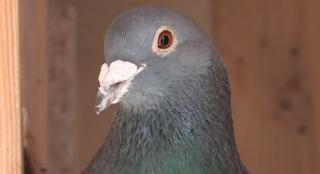 Creşterea porumbeilor voiajori, business profitabil pentru români